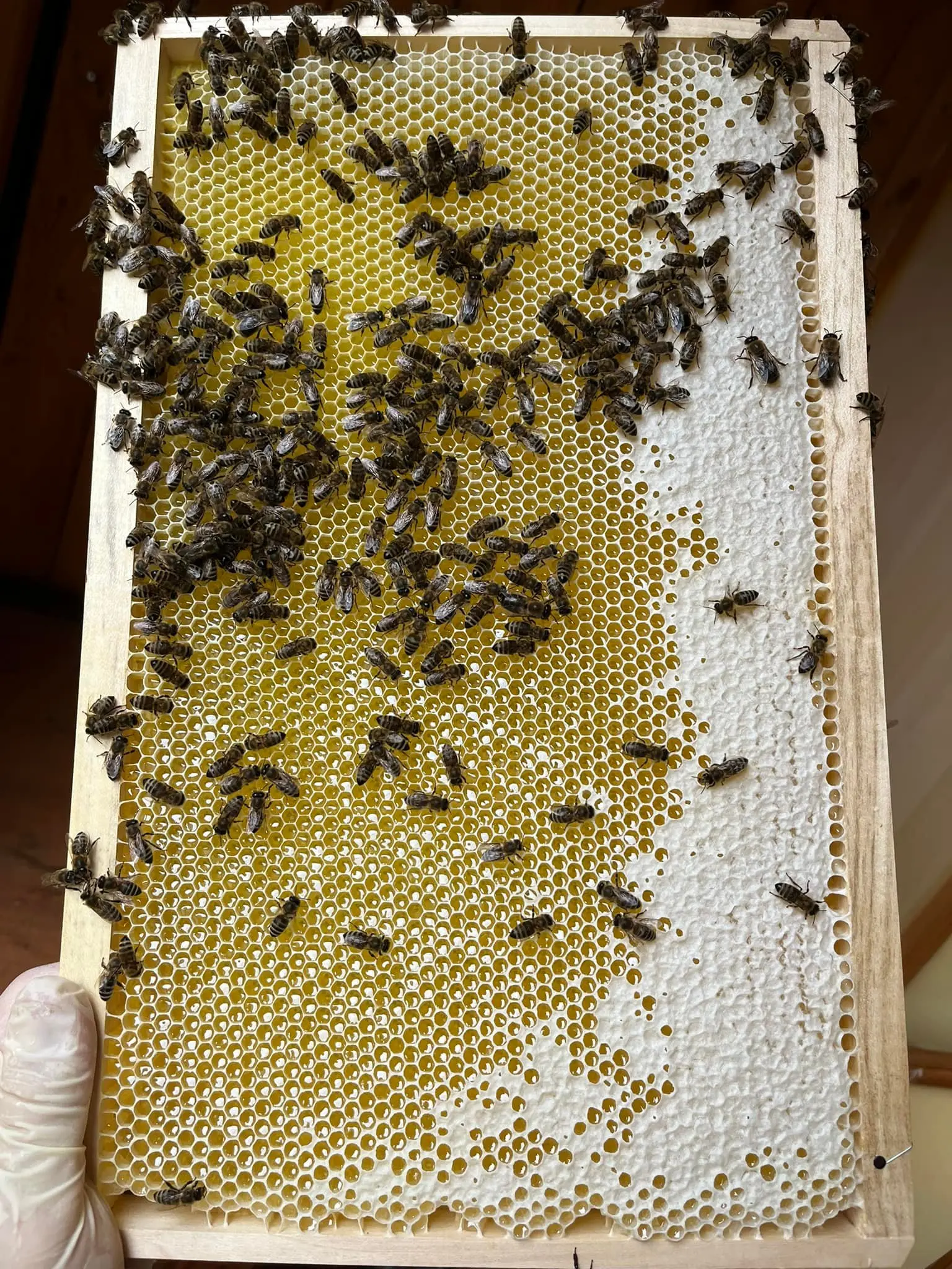 Utrinki iz čebelnjaka 6